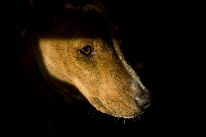 the dog's head is shining brightly on the dark background