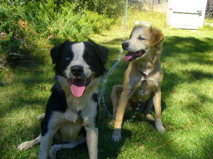 two dogs are posing for a po while in the grass