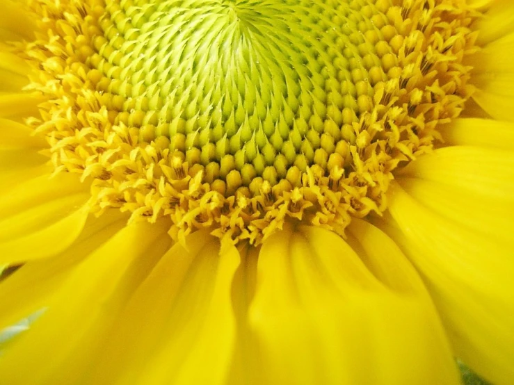 an image of a close up view of the center of a sunflower