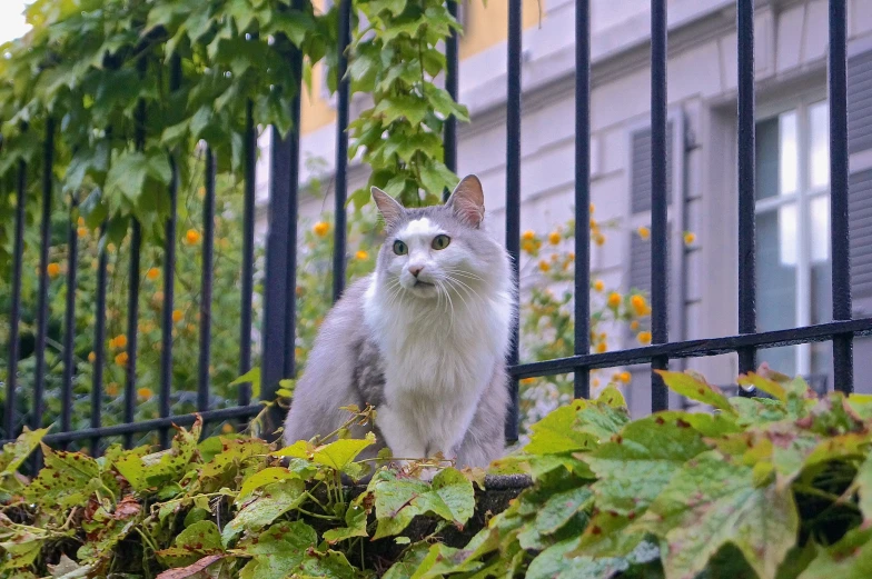 a cat on the ledge looking towards camera, possibly a grey and white cat