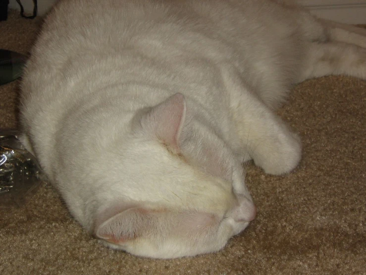 a cat with its head on the floor sleeping