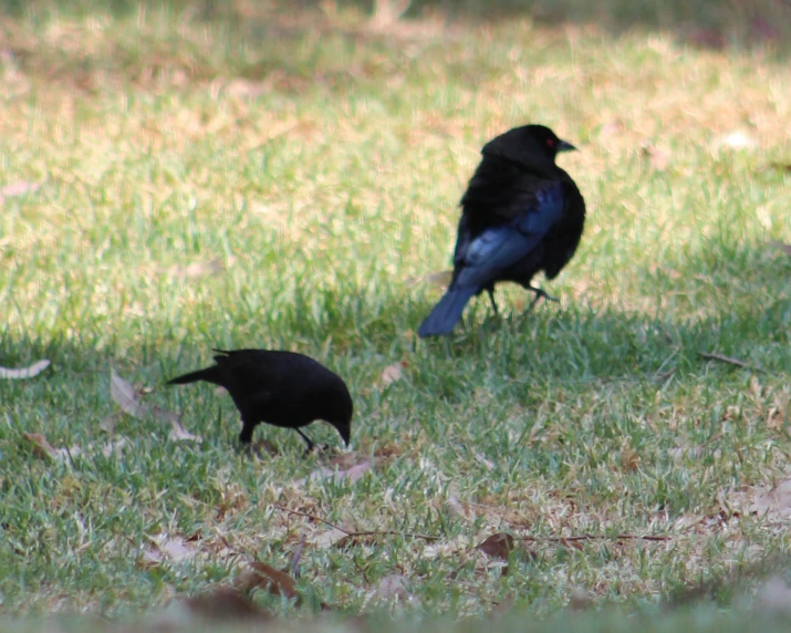 a couple of birds standing in the grass
