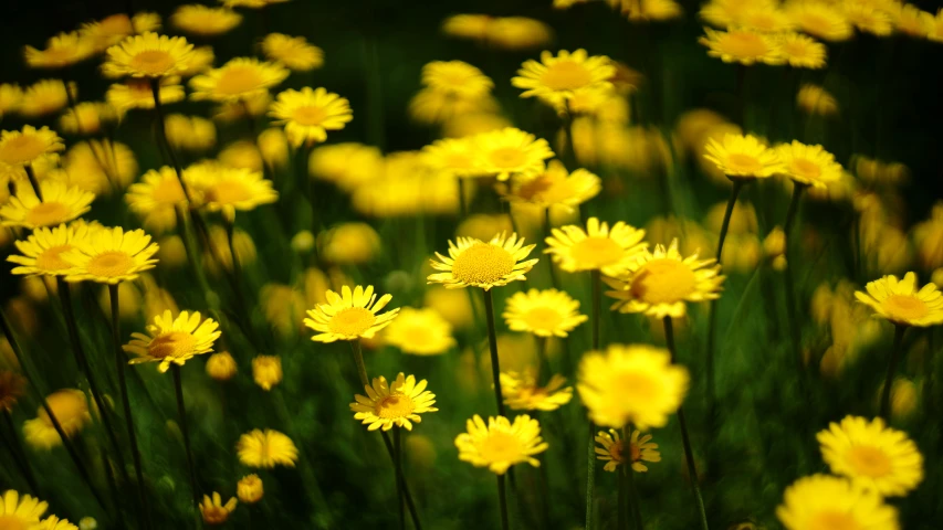 a flower bed with a lot of flowers growing from it