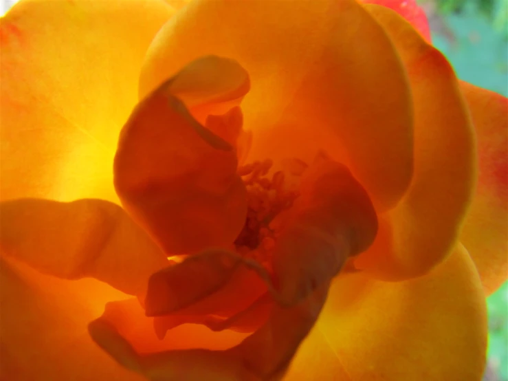 a large orange flower that has very thin flowers