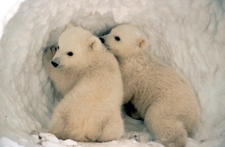 two white polar bears sitting together in an igly