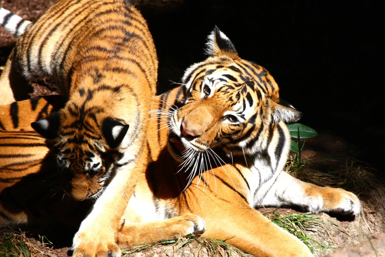 the two tiger cubs are playing with each other