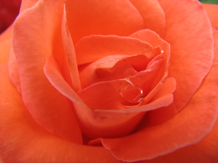 close up view of a red rose's head