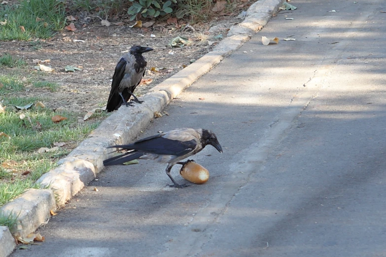 two birds in the road next to a car