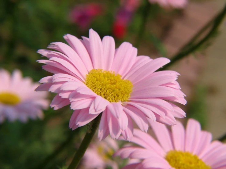 a cluster of pink and yellow flowers growing in a garden