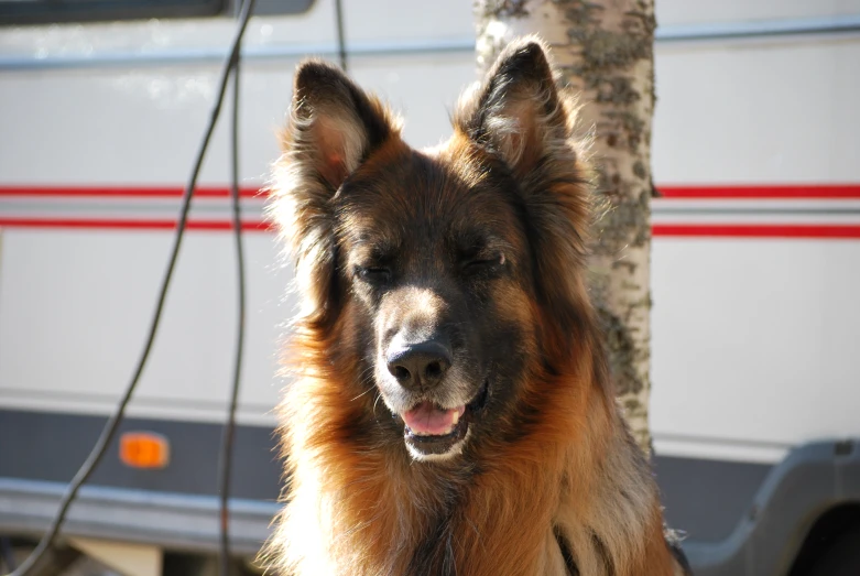 a brown and black dog sitting by a tree