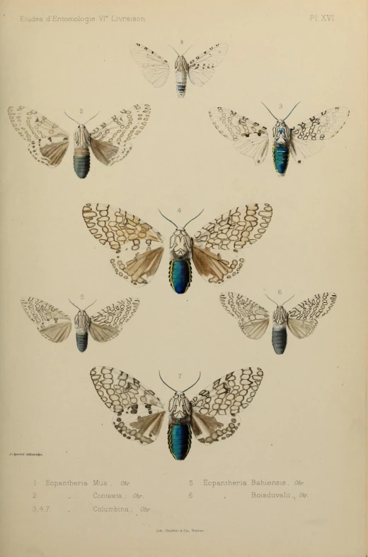 eight erflies are shown in this illustration