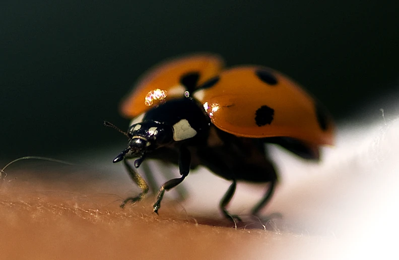 a close up of a beetle on a person's arm