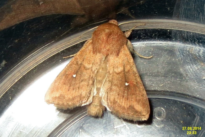 the close up of the moths head on the back wheel