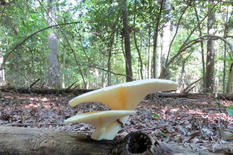 an image of a mushroom on the ground