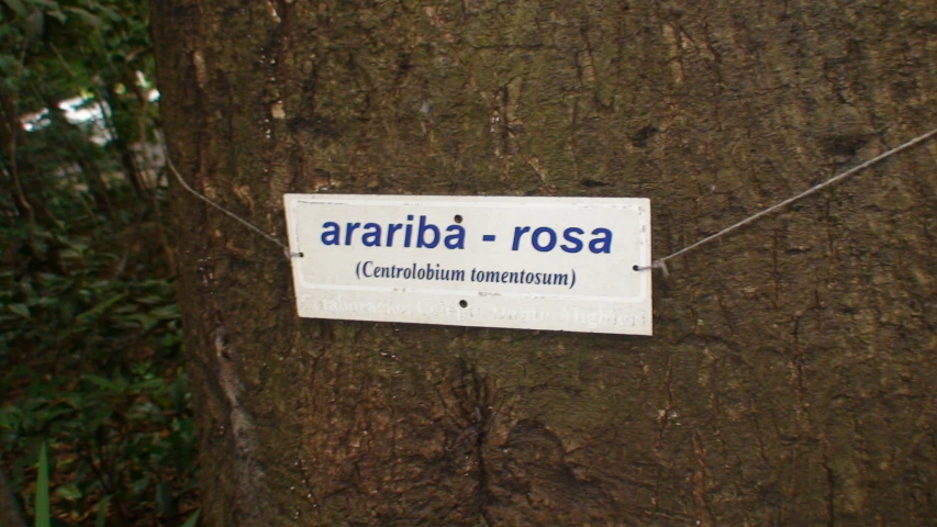 a sign attached to a tree indicating a location of the rainforest