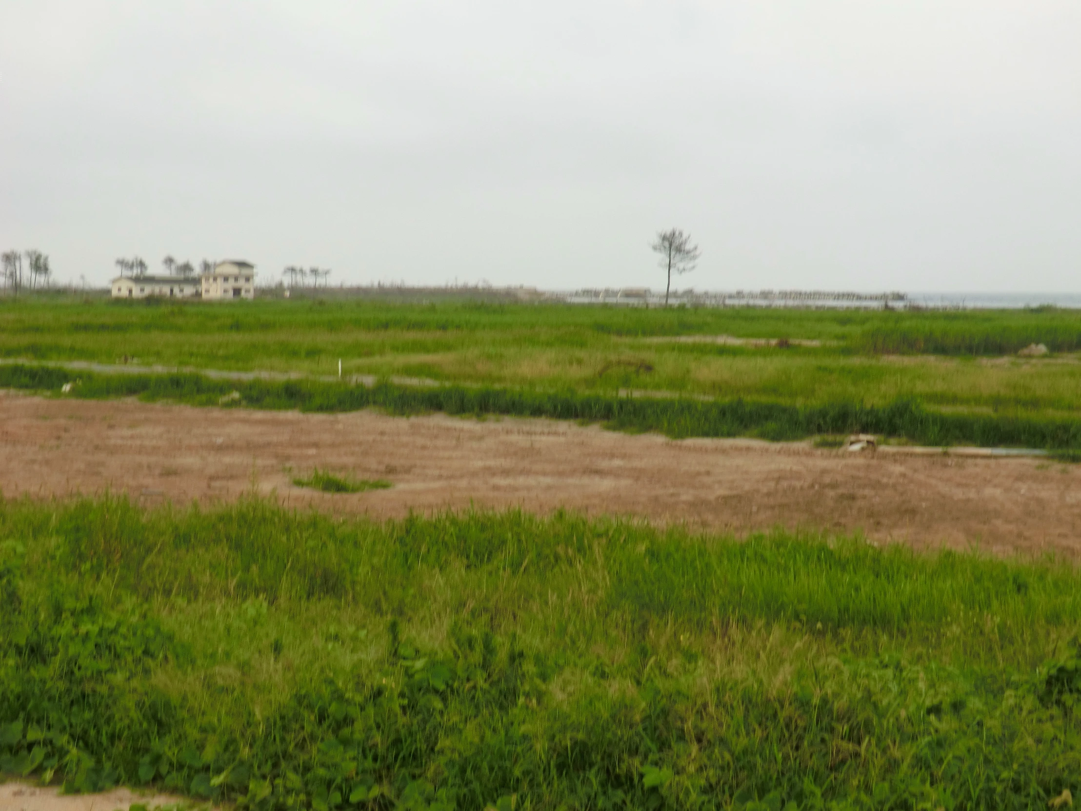 there is an empty field with a fire hydrant in the distance