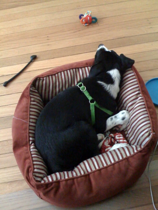 a black and white dog is sleeping in its bed