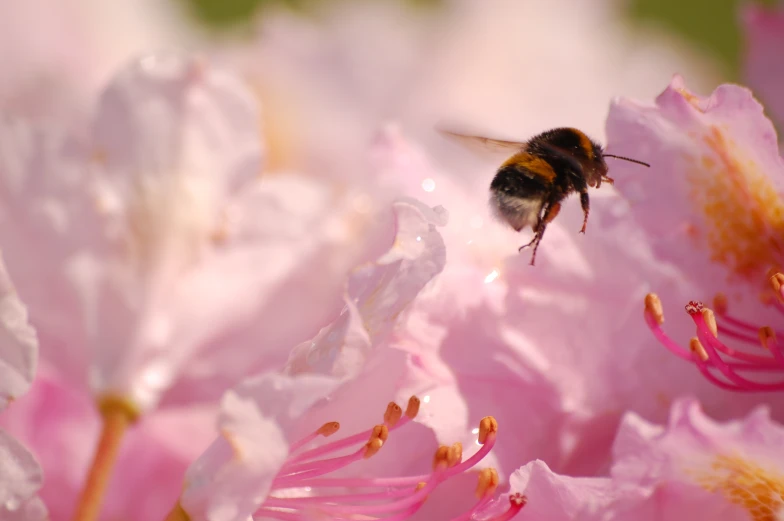 a bee is standing on top of a pink flower