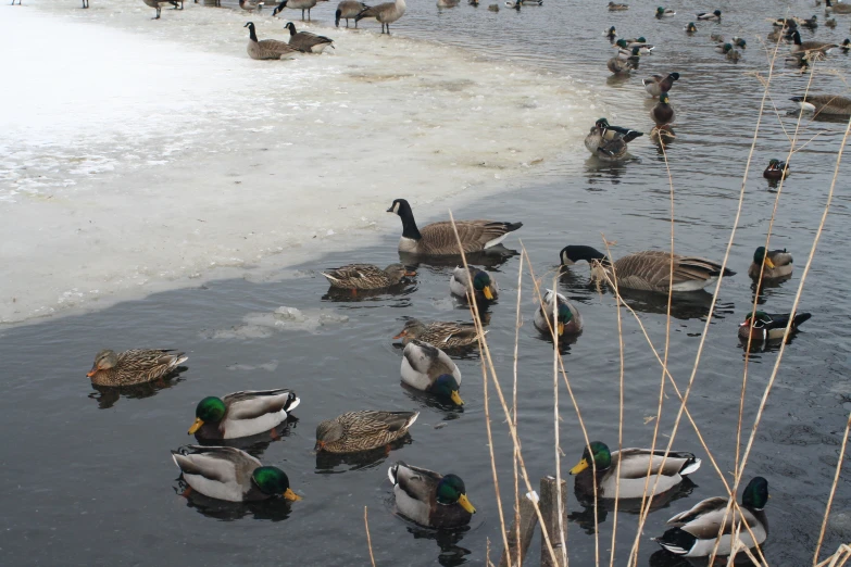 there are many ducks floating in the water