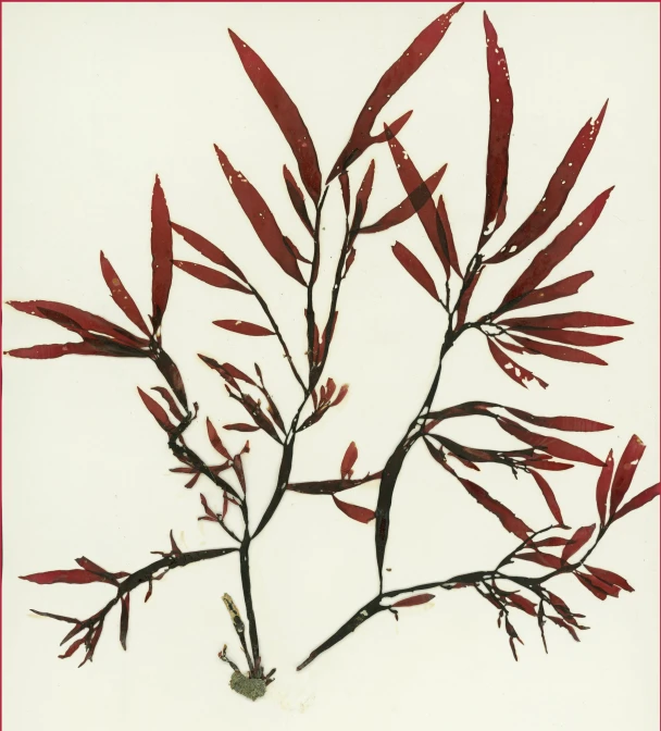 a close up picture of a nch with red leaves