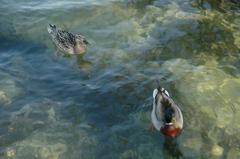 a large and small duck in the water