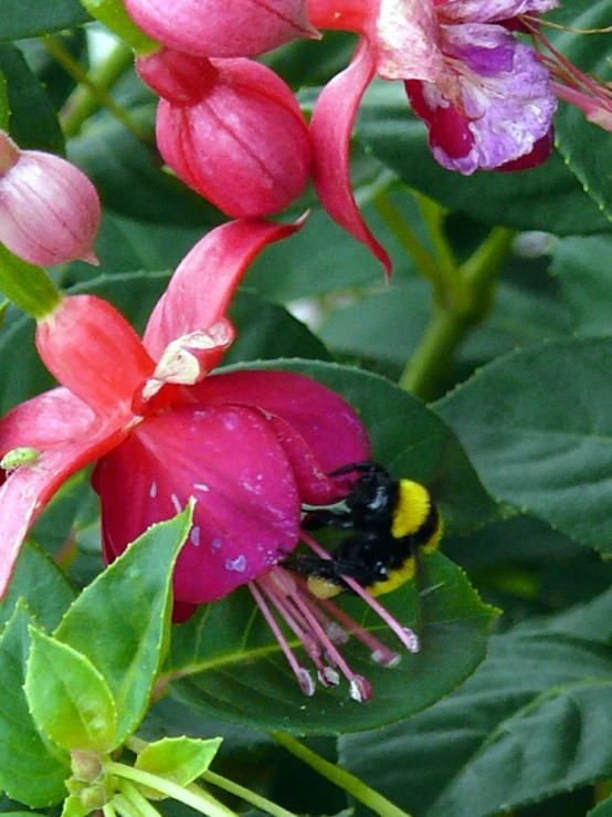 a bum is sitting on top of a flower