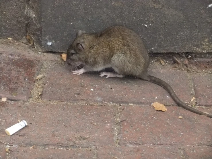 small mouse rat eating some food outside