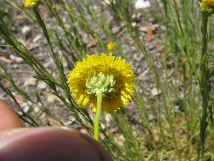 a yellow dandelion in a rocky area