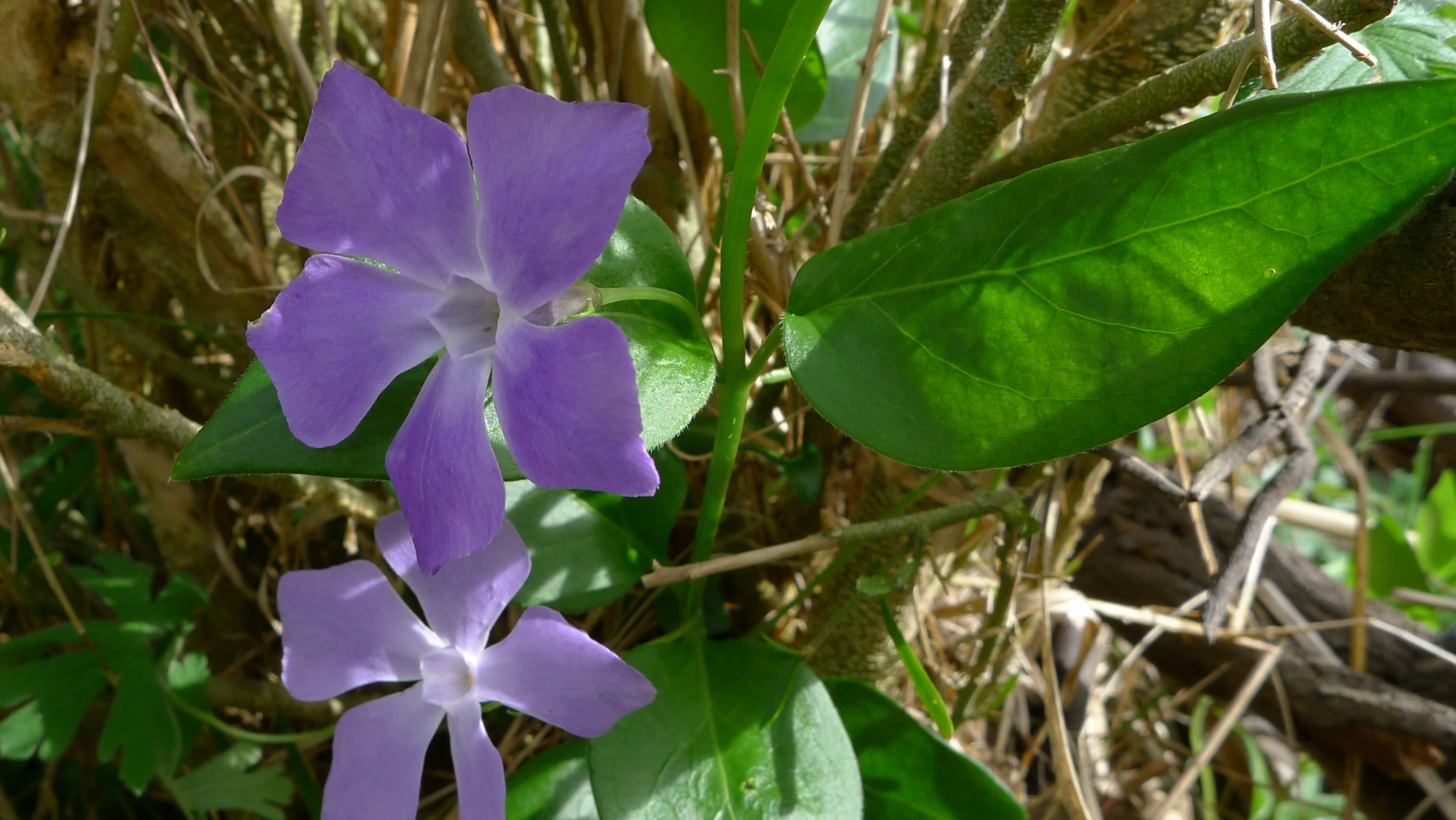 a flower grows among some leaves in the woods