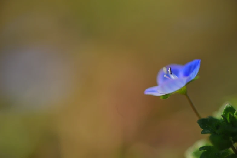 a single flower is seen growing from the ground