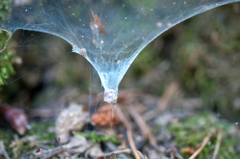 a leaf on some green plants covered in ice