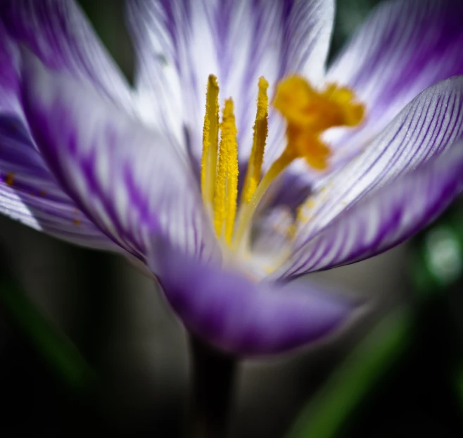 an iris flower sitting on top of a green stalk