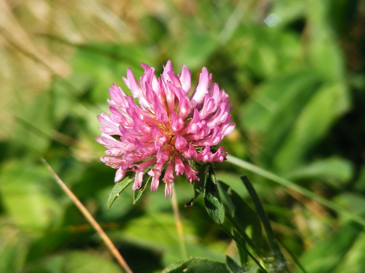 a closeup of a purple flower in the field