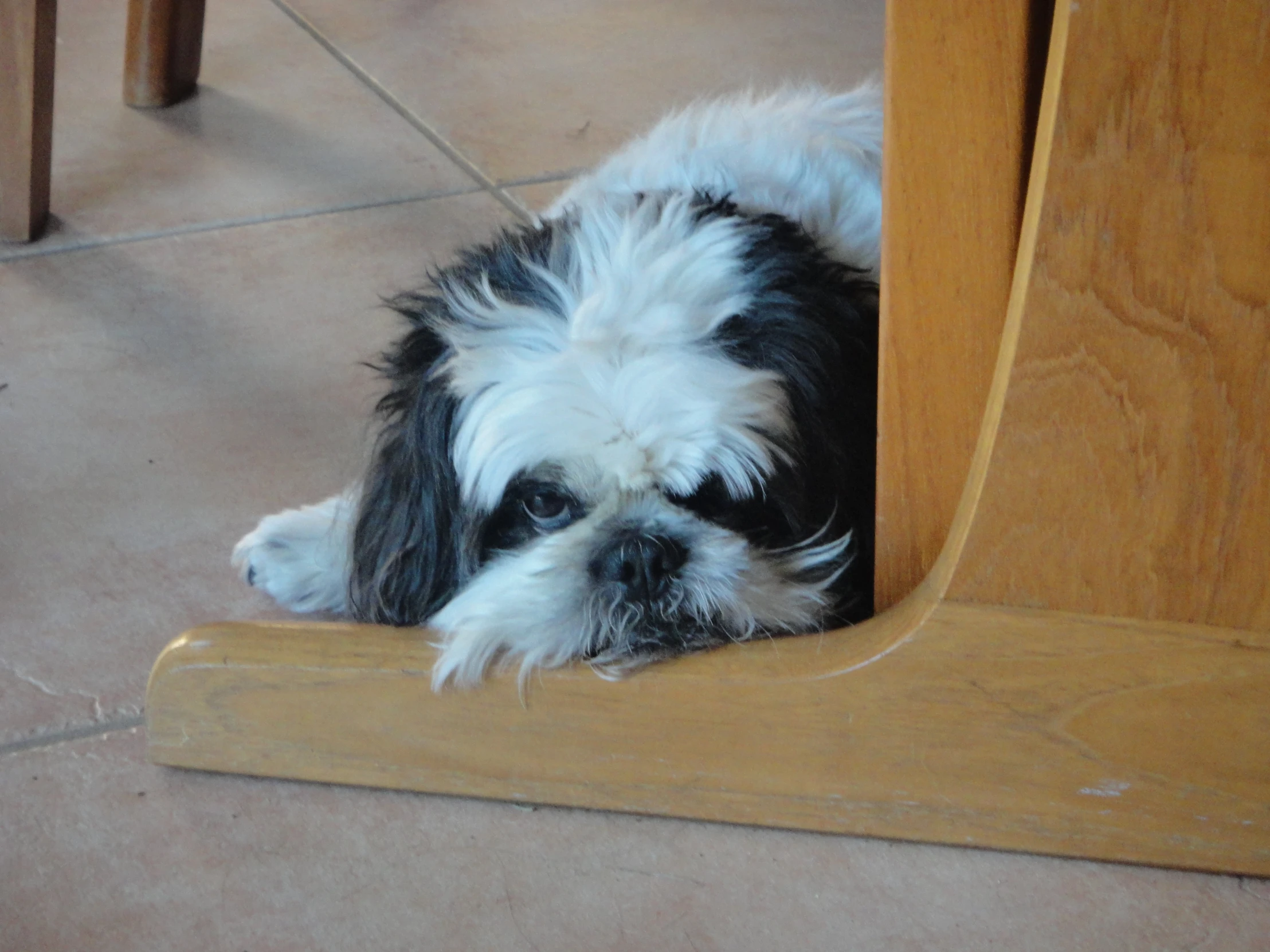 a dog is looking at the floor from behind a door