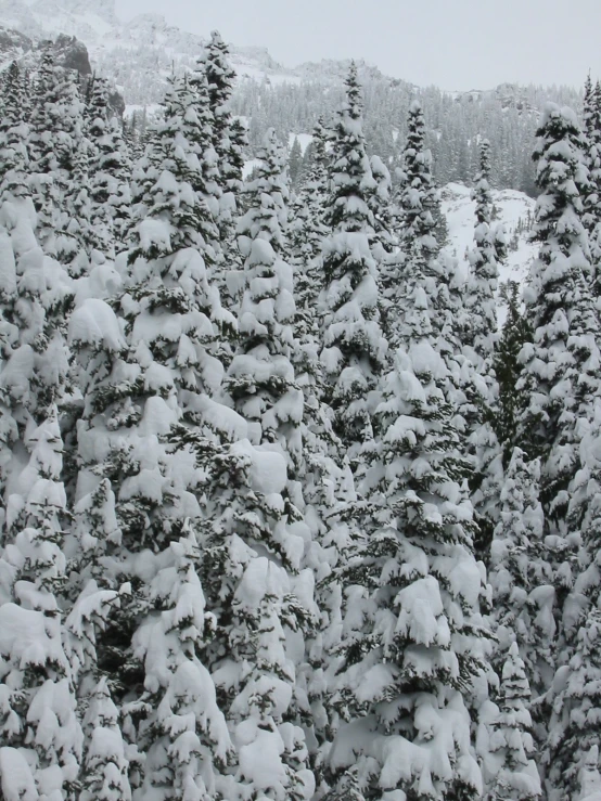 snow covered trees standing in a forest during winter