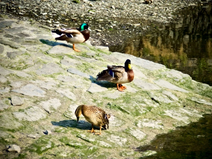 some ducks are walking around a muddy area