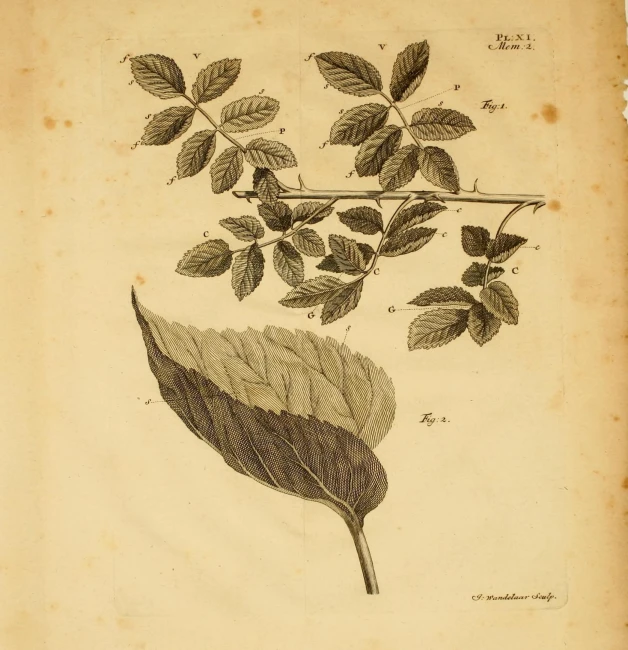 an image of a plant with leaves on it