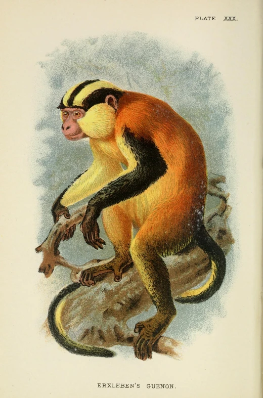 an old fashioned image shows a monkey sitting on top of a nch