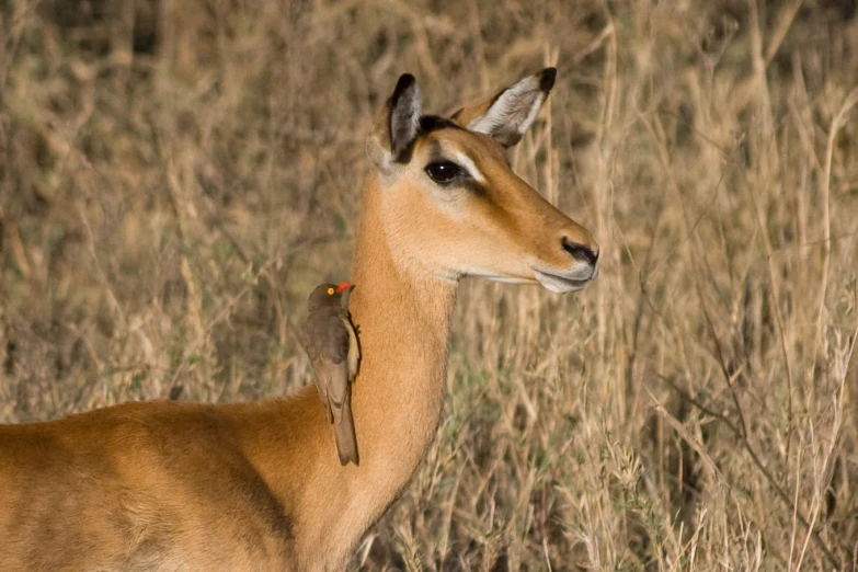 a antelope with it's baby in its pouch, in front of the camera
