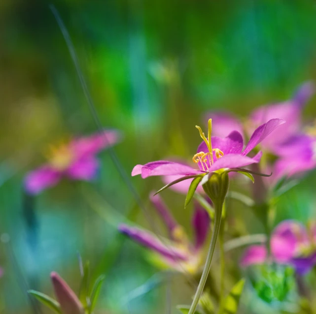 there is a group of flowers that are in the grass