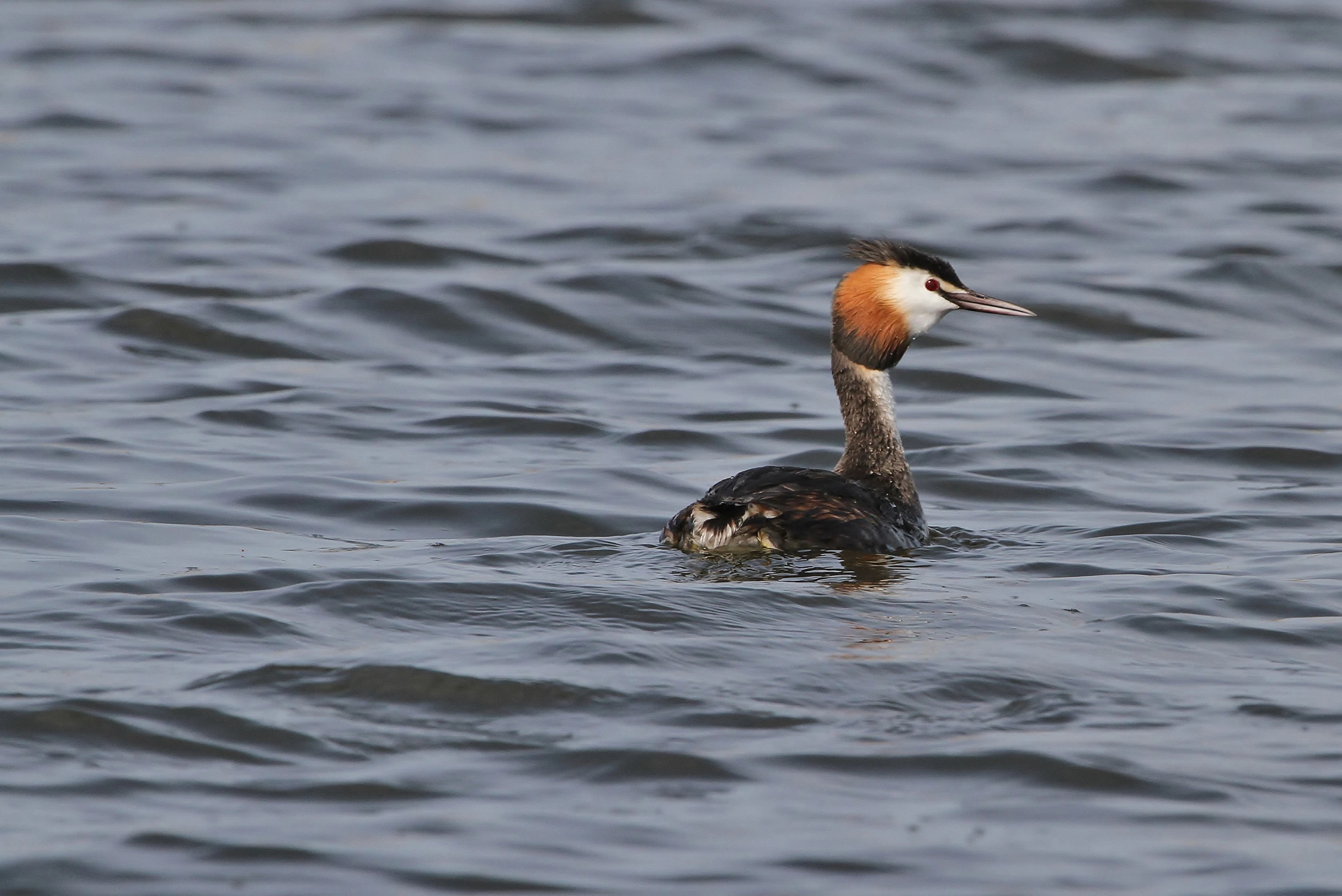 a duck with an orange and white head is swimming on the water