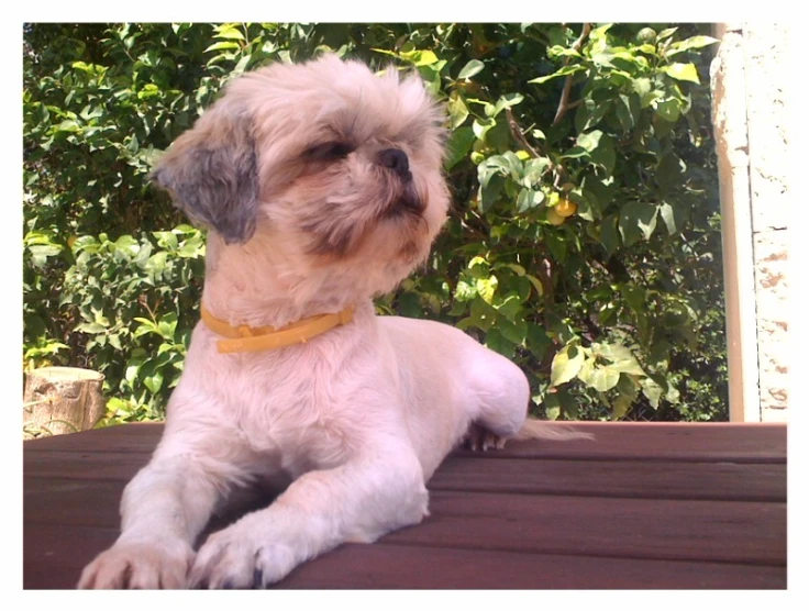 a small white dog with brown ears and a yellow collar