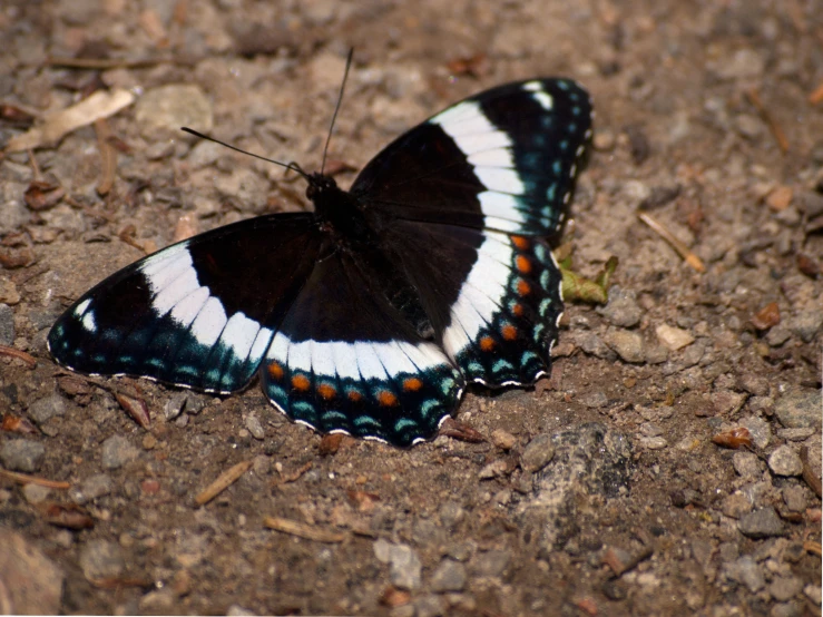 a blue and white erfly on the ground