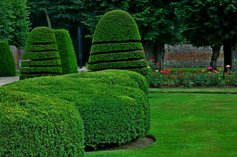 many small hedges of green plants in a garden