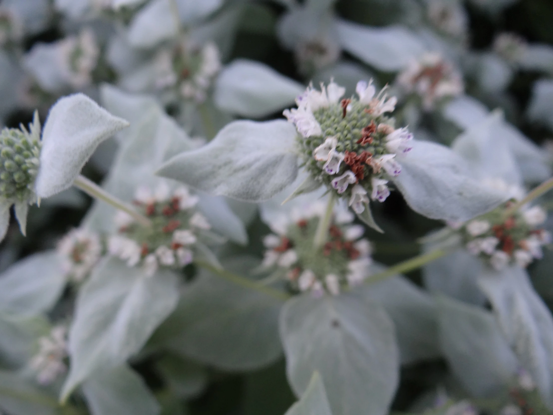 a bunch of flowers that are on a plant