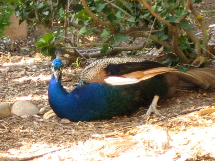 two large birds with their feathers spread out