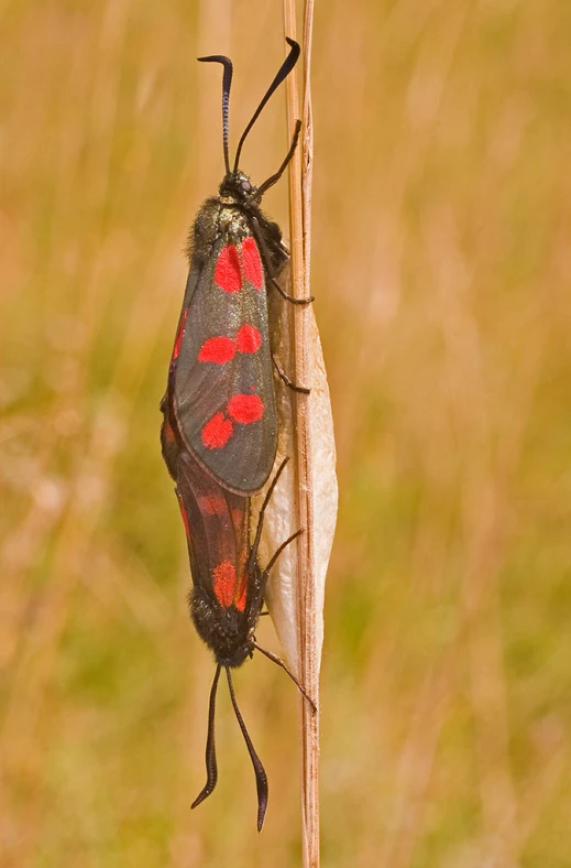 a red and black bug on top of a stalk