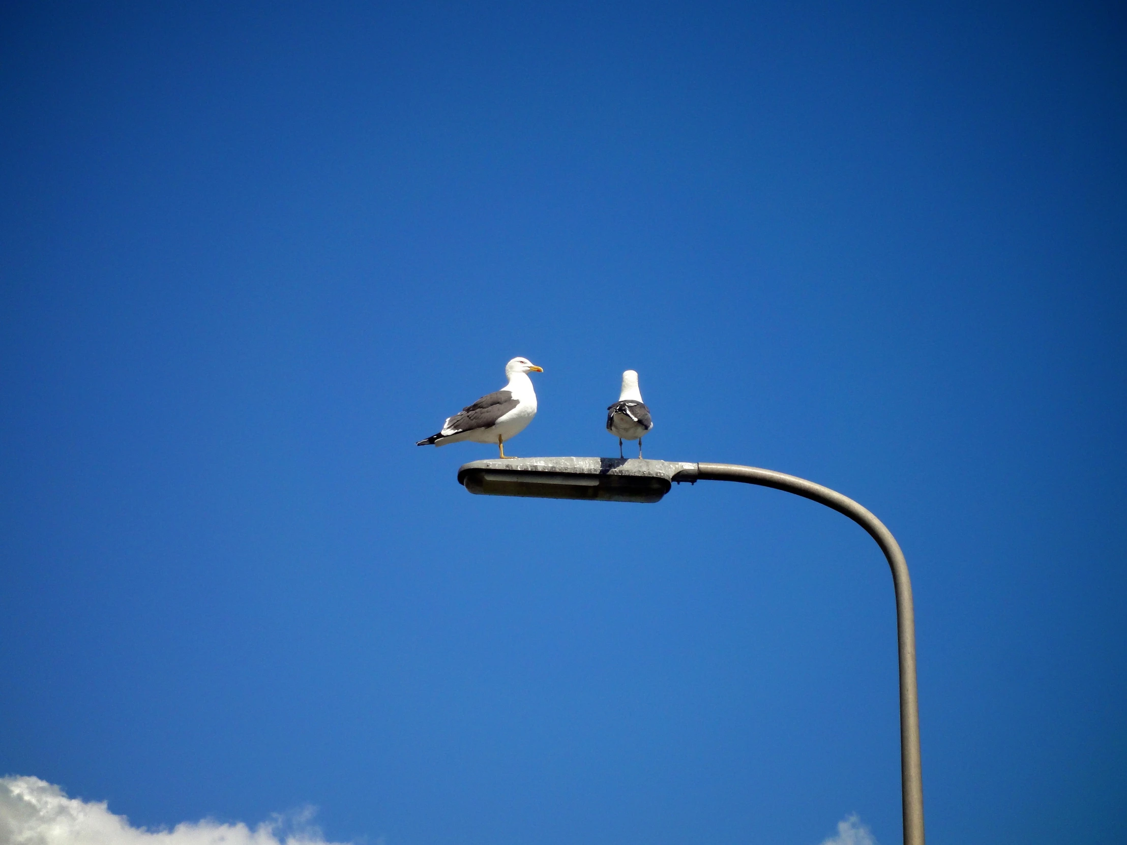 two birds sitting on top of a street light