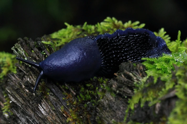 a blue bug with black, mossy skin, standing on a tree stump