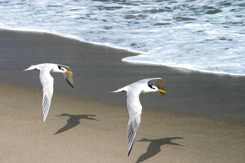 two white birds flying near a body of water